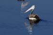 Spot Billed Pelican