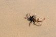 Crab