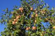 Apples on the Tree