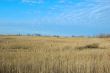 Dry Land
