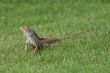 Garden Lizard