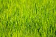 Green Grass