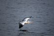 Spot Billed Pelican