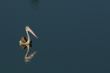 Spot Billed Pelican