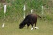 Cattle Egret