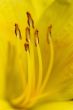 Day Lily