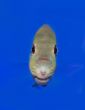 Fish Eye