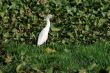 Egret