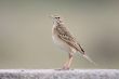 Paddy field pipit