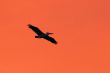 Pelican