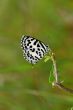 Common pierrot