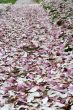 Cherry Blossoms