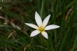 Rain Lily