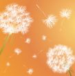dandelion