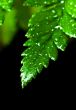 green leaf with water drops 