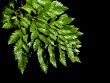 fern leave with water drops 