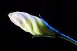 bud of flower with waterdrops on black 