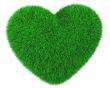 Heart made of green grass isolated