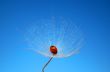Dandelion and ladybug