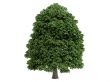 Chestnut or Aesculus
