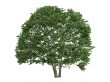 Alder or Alnus