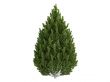 Pine or Pinus leucodermis