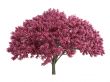 Cherry tree