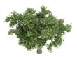 Oak or Quercus