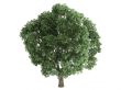 Elm or Ulmus
