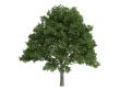 Oak or Quercus