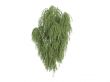 Birch or Betula