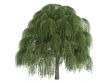 Willow or Salix