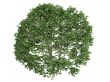 Alder or Alnus