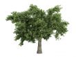 Oak or Quercus