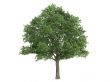 Oak or Quercus robur