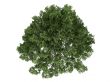 Oak or Quercus