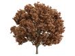 Maple or Acer