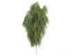 Birch or Betula