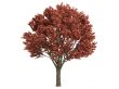 Maple or Acer griseum