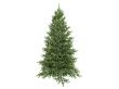Spruce or Picea