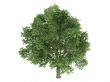 Oak or Quercus robur