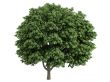 Chestnut or Aesculus