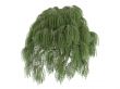 Willow or Salix