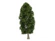 Linden or Tilia platyphyllos