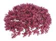 Cherry tree