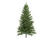 Spruce or Picea