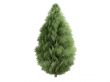 Cypress or Chamaecyparis lawsoniana