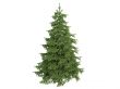 Spruce or Picea