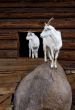 Goat and the kid