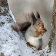 The squirrel with a nut.